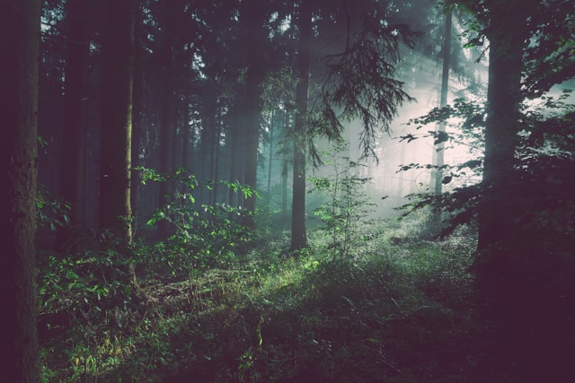 Sonnenlicht scheint durch einen dunklen ruhigen Wald